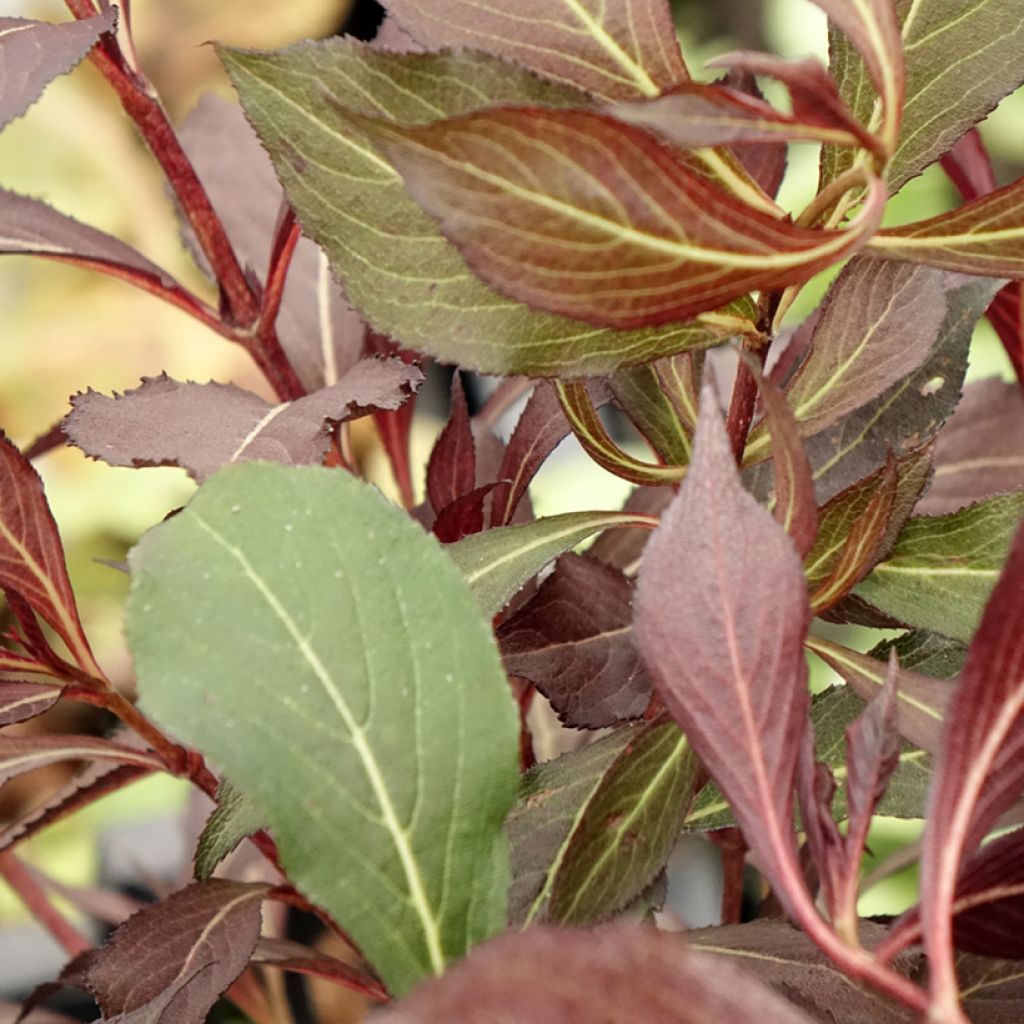 Weigela Electric Love - Veigela