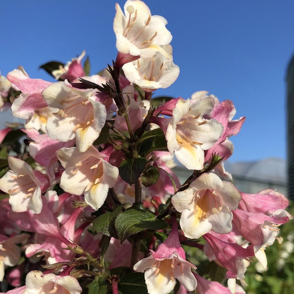 Weigela Vintage Love - Veigela