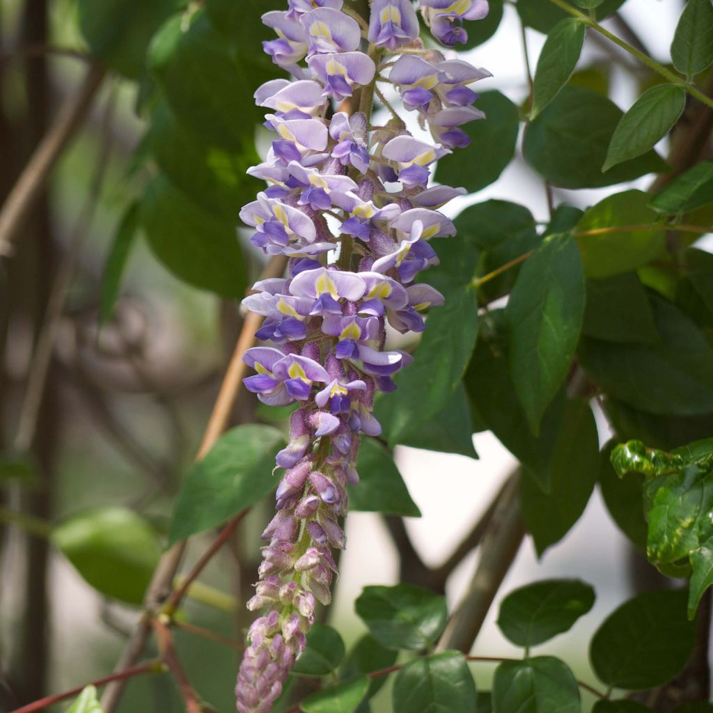Wisteria macrostachya - Glicina de Kentucky