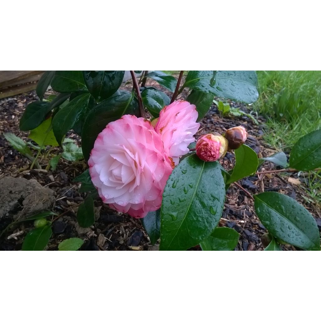 Camellia Nuccio s Pearl