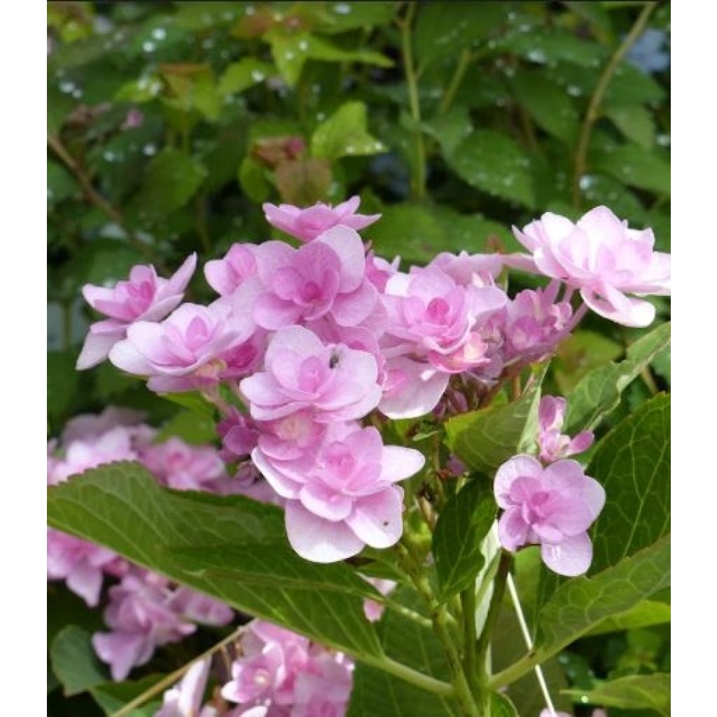 Hortensia macrophylla You and Me Romance - Hydrangea