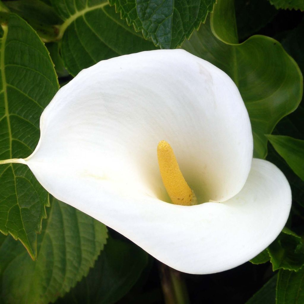 Zantedeschia aethiopica - Cala