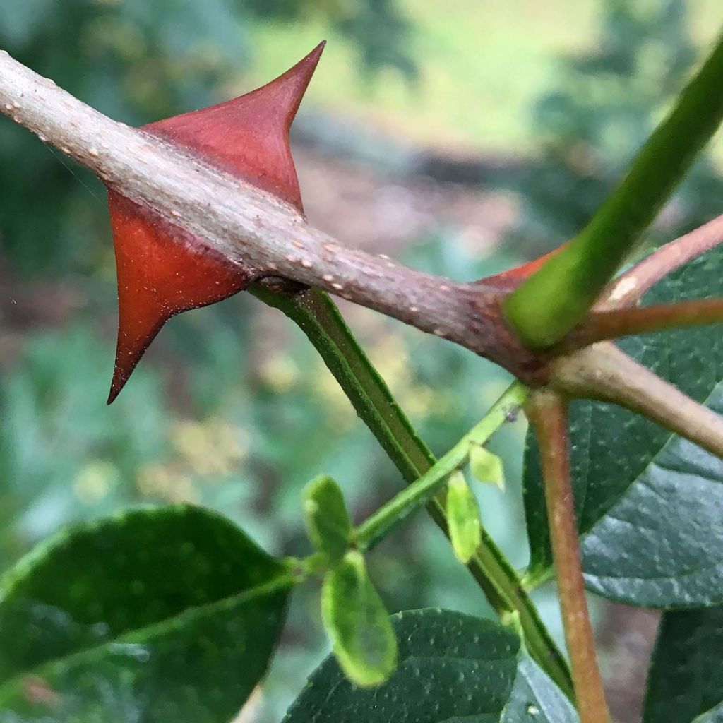 Pimentero japonés - Zanthoxylum simulans
