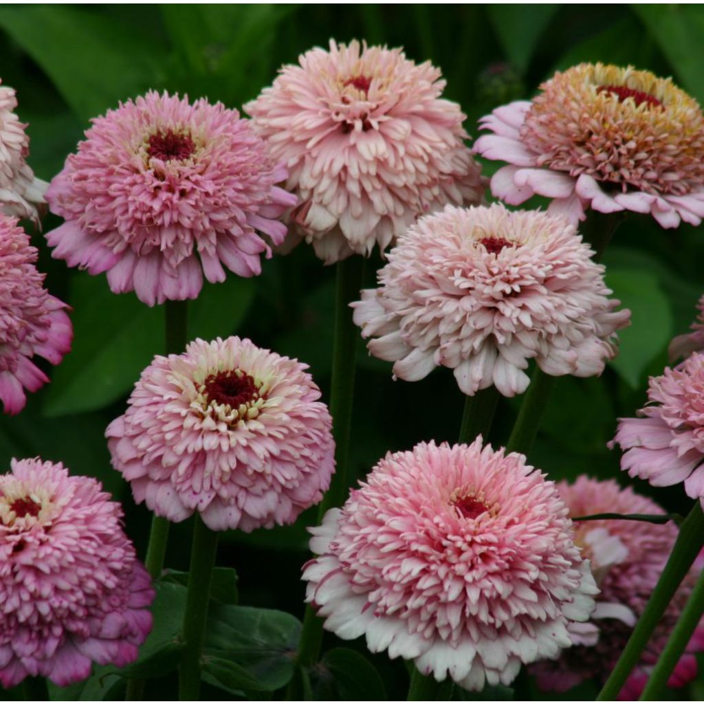 Zinnia Zinderella Lilac (semillas)