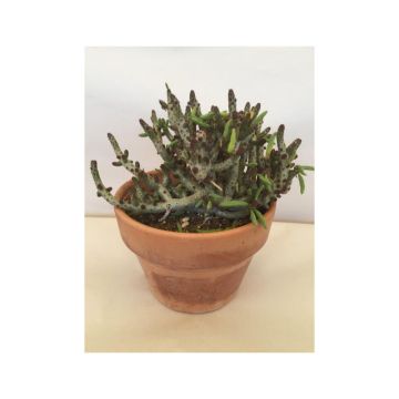 Tylecodon bucholzianus - Tylecodon Tylecodon bucholzianus - Tylecodon