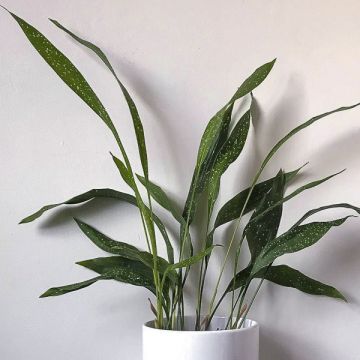 Aspidistra Milky way