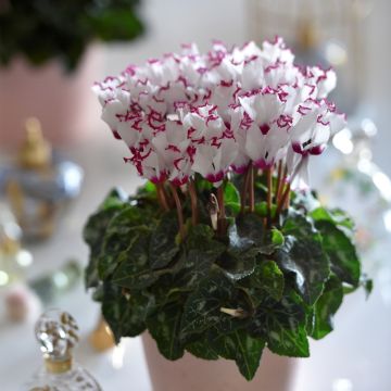 Cyclamen Mini Absolu