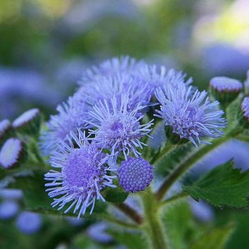 Ageratum houstonianium Packstar Blue