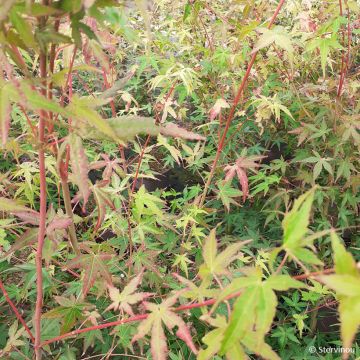 Acer palmatum Ueno Yama - Arce japonés
