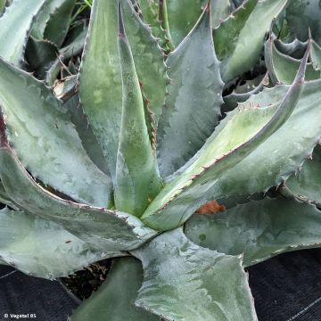 Ágave férox - Agave salmiana