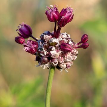 Allium scorodoprasum Art - Ajo decorativo