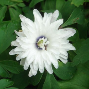Anemone nemorosa Blue Eyes - Anémona de bosque