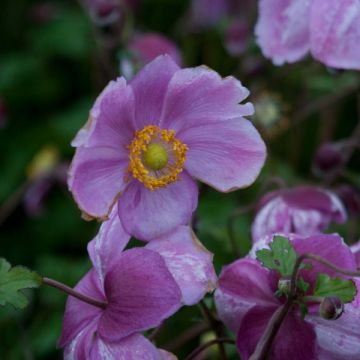 Anemone Rosenschale