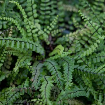 Asplenium trichomanes - Culantrillo menudo