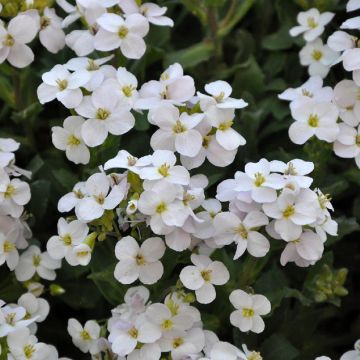 Aubrieta Pixie Pearls