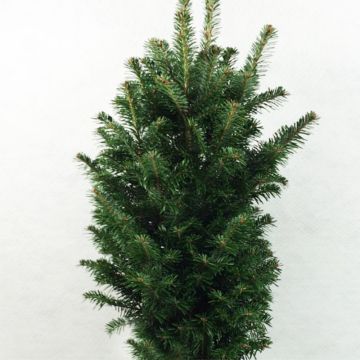 Abies alba Pyramidalis - Abeto blanco