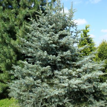 Sapin du Colorado - Abies concolor Violacea