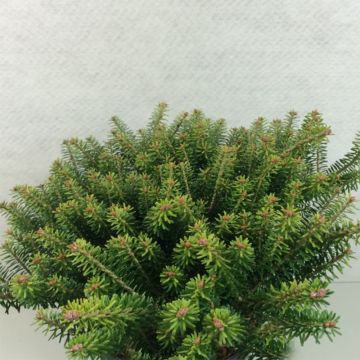 Abies koreana Luminetta - Abeto de Corea