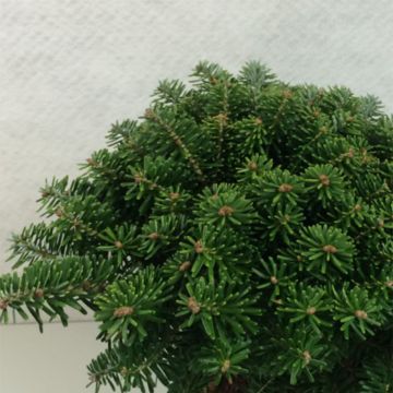 Abies koreana Tundra - Abeto de Corea