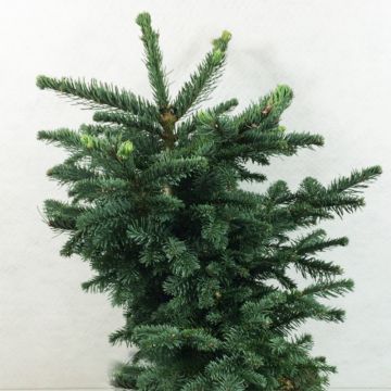 Abies procera Bizzarro - Abeto noble
