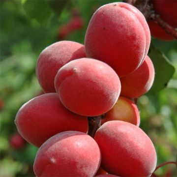 Albaricoquero Sunrosso ou Rubista