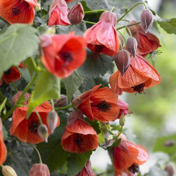 Abutilon megapotanicum Red Trumpet - Linterna china