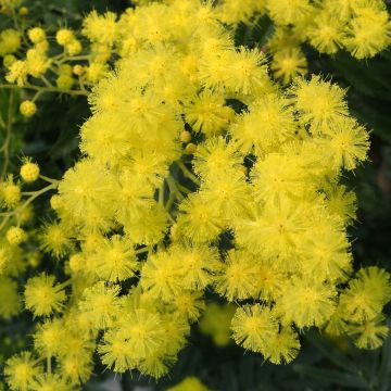 Acacia dealbata - Mimosa plateada