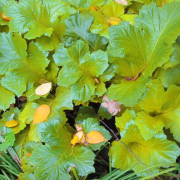 Acanto - Acanthus mollis Hollards Gold