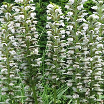 Acanto - Acanthus mollis Rue Ledan