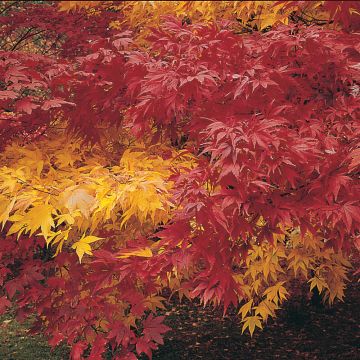Acer Autumn Coloured Hybrids Mixed (semillas)