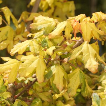 Arce campestre Magic Spring