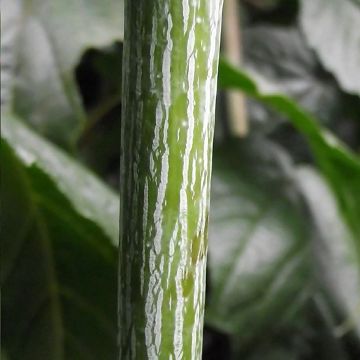 Acer conspicuum Silver Vein