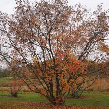 Acer tataricum subsp. ginnala - Arce de tartaria