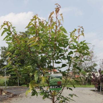 Acer tataricum subsp. ginnala Moonrise - Arce de tartaria