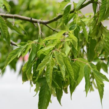Acer negundo - Acezintle
