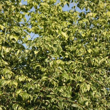 Acer negundo Elegans - Acezintle