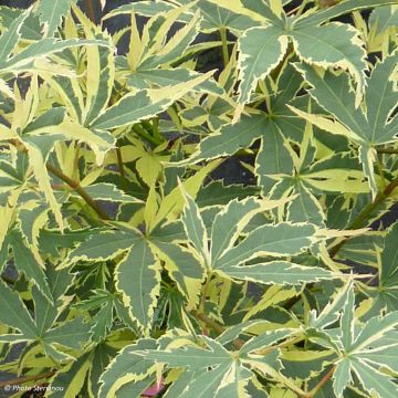 Acer palmatum Beni Shichihenge - Arce japonés