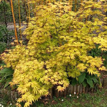 Arce japonés Orange Dream - Acer palmatum