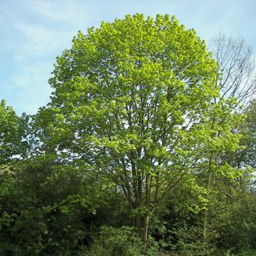 Arce real - Acer platanoides