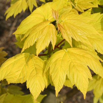 Acer pseudoplatanus Corstorphinense - Arce blanco