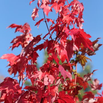 Acer rubrum Somerset - Arce de Canadá