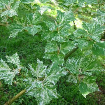 Acer rufinerve Albolibatum - Arce de venas rojas
