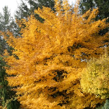 Acer x zoeschense 'Annae' - Arce híbrido de Zöschen