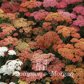 Milenrama Summer Berries F2 Hybrid (semillas) - Achillea millefolium