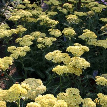Milenrama Desert Eve Deep Yellow - Achillea millefolium