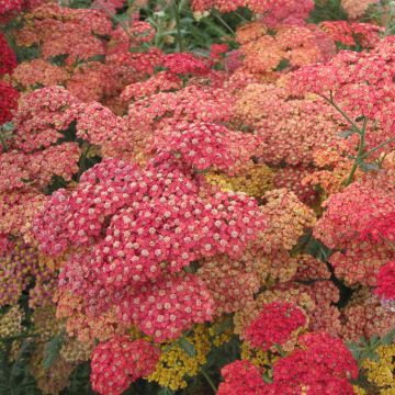 Milenrama Pretty Woman - Achillea millefolium