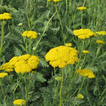 Achillea fillipendulina Cloth of Gold (semillas)