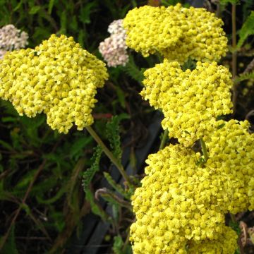 Achillea filipendulina Helios - Aquilea amarilla