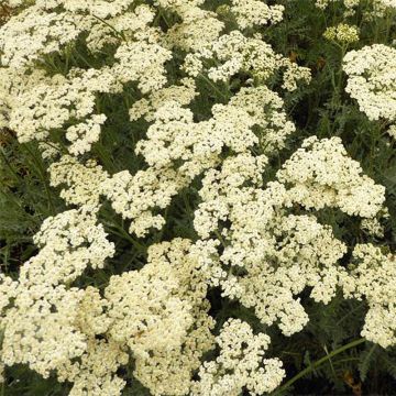 Milenrama Alabaster - Achillea millefolium