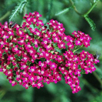 Milenrama Red Beauty - Achillea millefolium